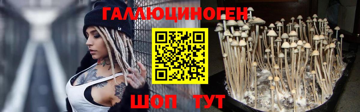 Галлюциногенные грибы Psilocybe Коряжма